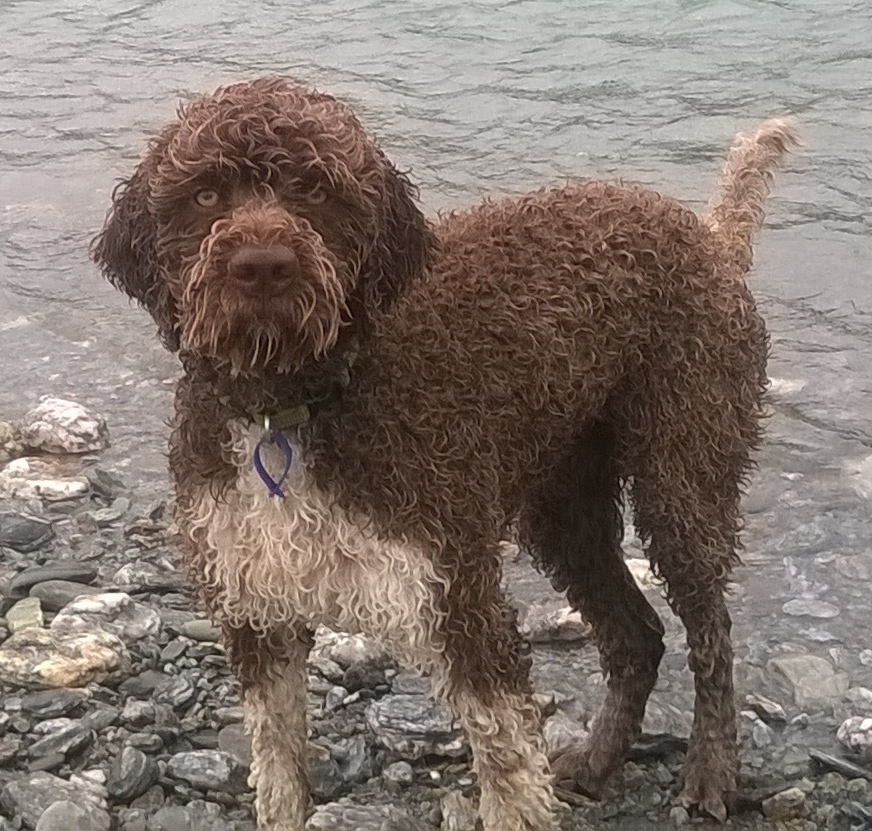 Stella, the innocent, mischievous Lagotto Romagnolo, sadly missed